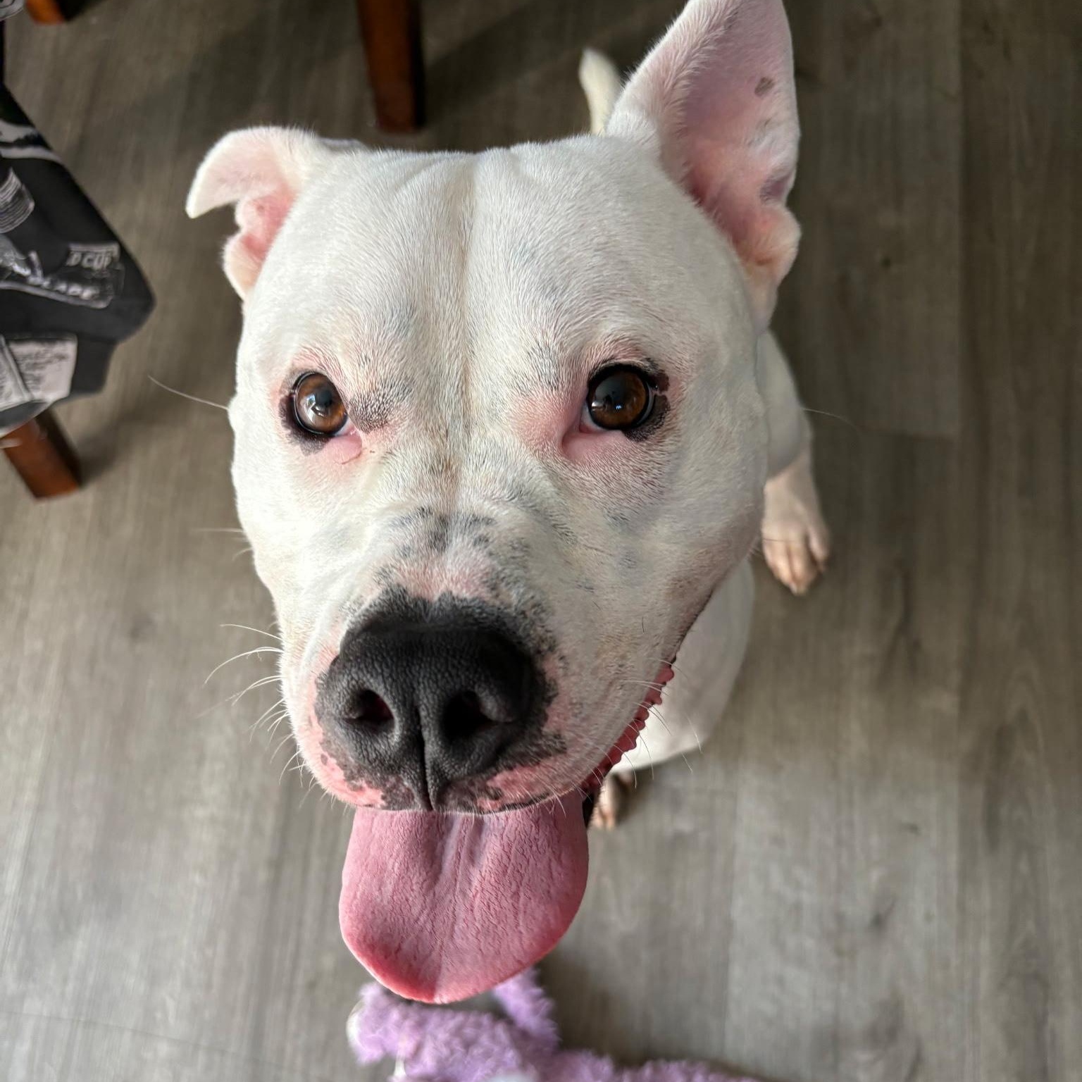 Enlarge ENZO, a Adoptable Pit Bull Terrier in Chicopee, MA image 3/3