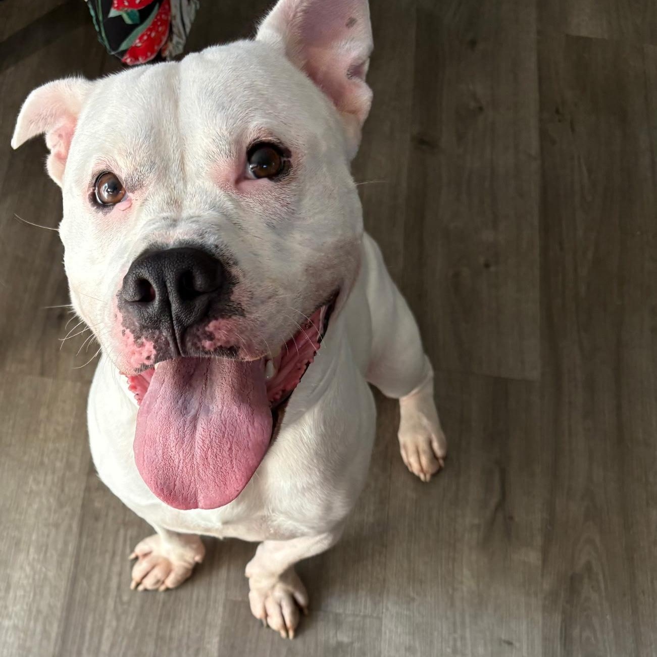 ENZO, Adoptable, Adult Male Pit Bull Terrier.