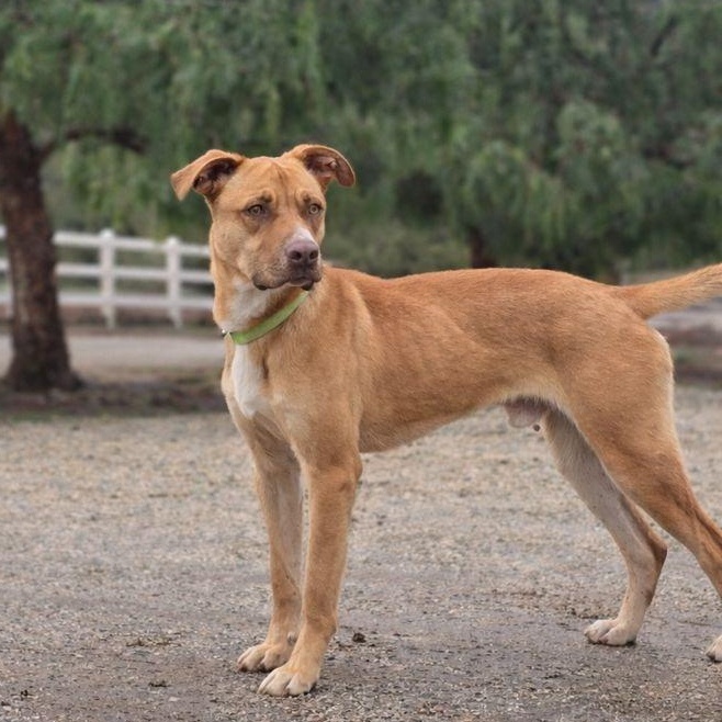 Enlarge Cooper, a Adoptable American Staffordshire Terrier in Boise, ID image 3/6