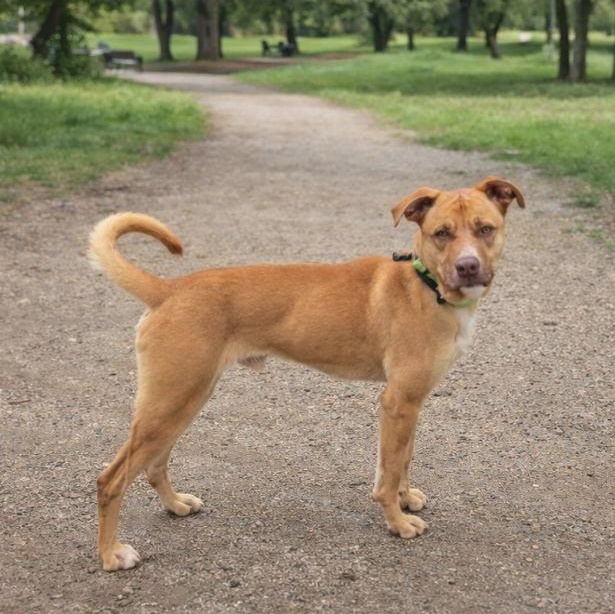 Enlarge Cooper, a Adoptable American Staffordshire Terrier in Boise, ID image 5/6