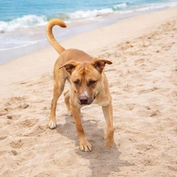 Enlarge Cooper, a Adoptable American Staffordshire Terrier in Boise, ID image 6/6