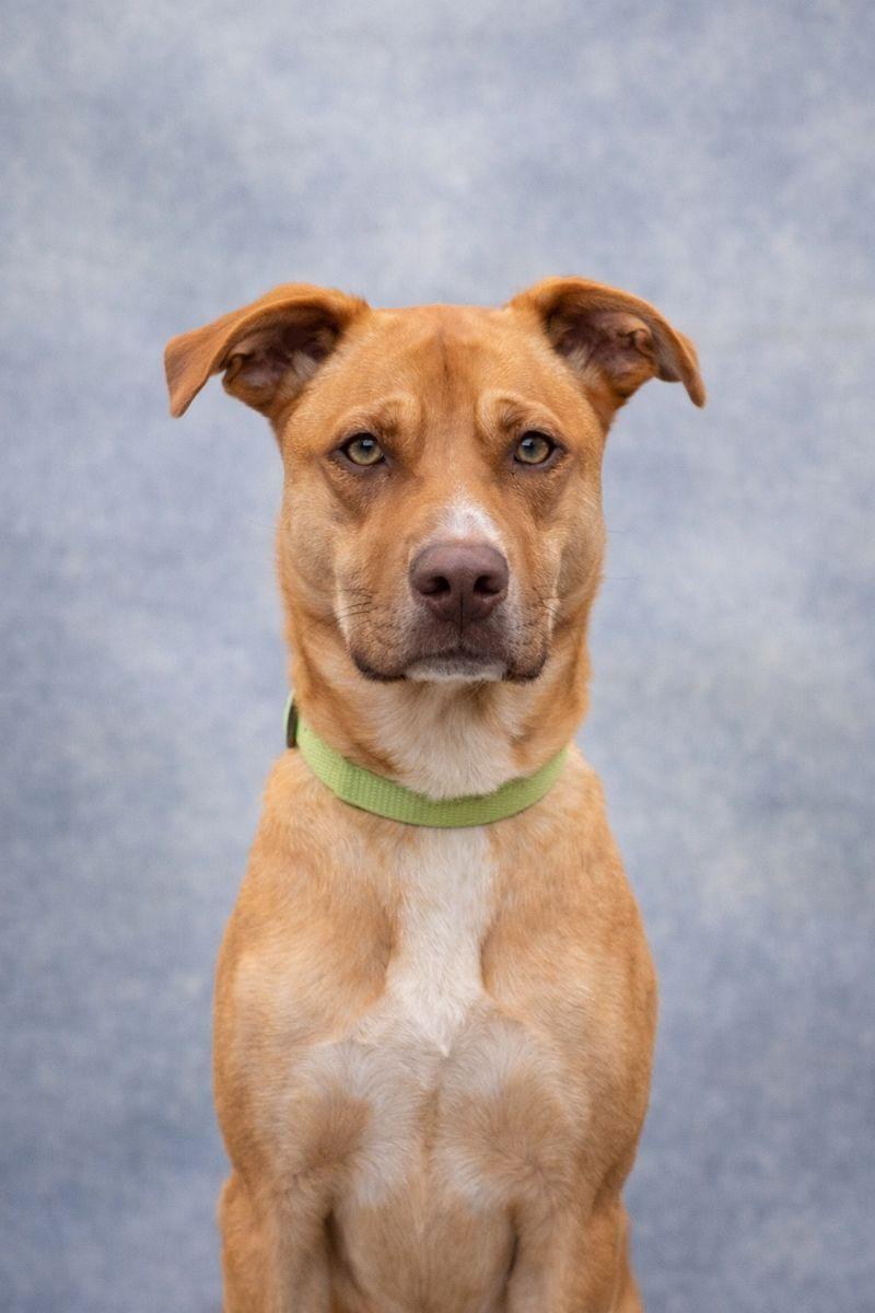 Enlarge Cooper, a Adoptable American Staffordshire Terrier in Boise, ID image 2/6