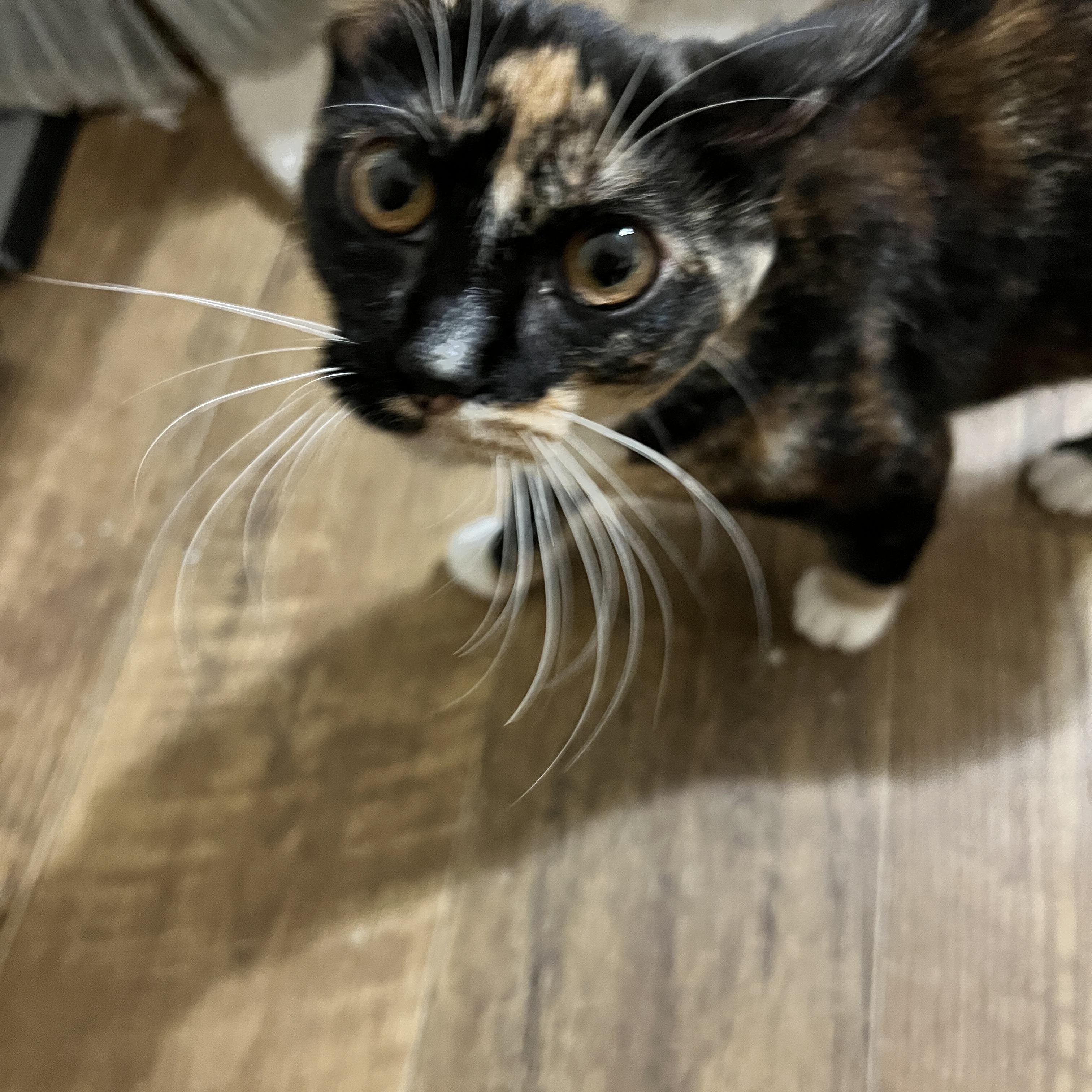 Enlarge Tallie, a ADOPTABLE Calico in Rio Linda, CA image 1/3