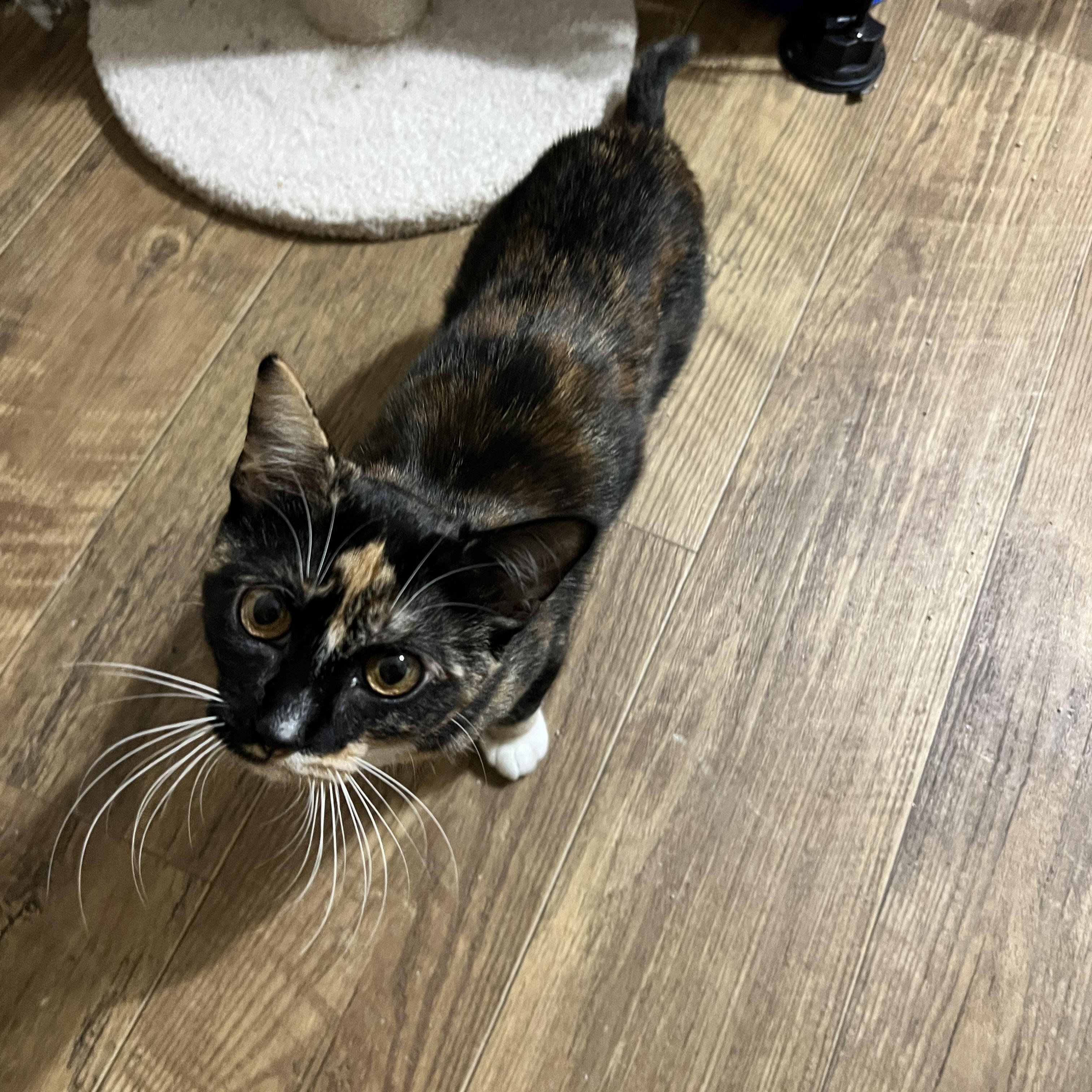 Enlarge Tallie, a ADOPTABLE Calico in Rio Linda, CA image 2/3