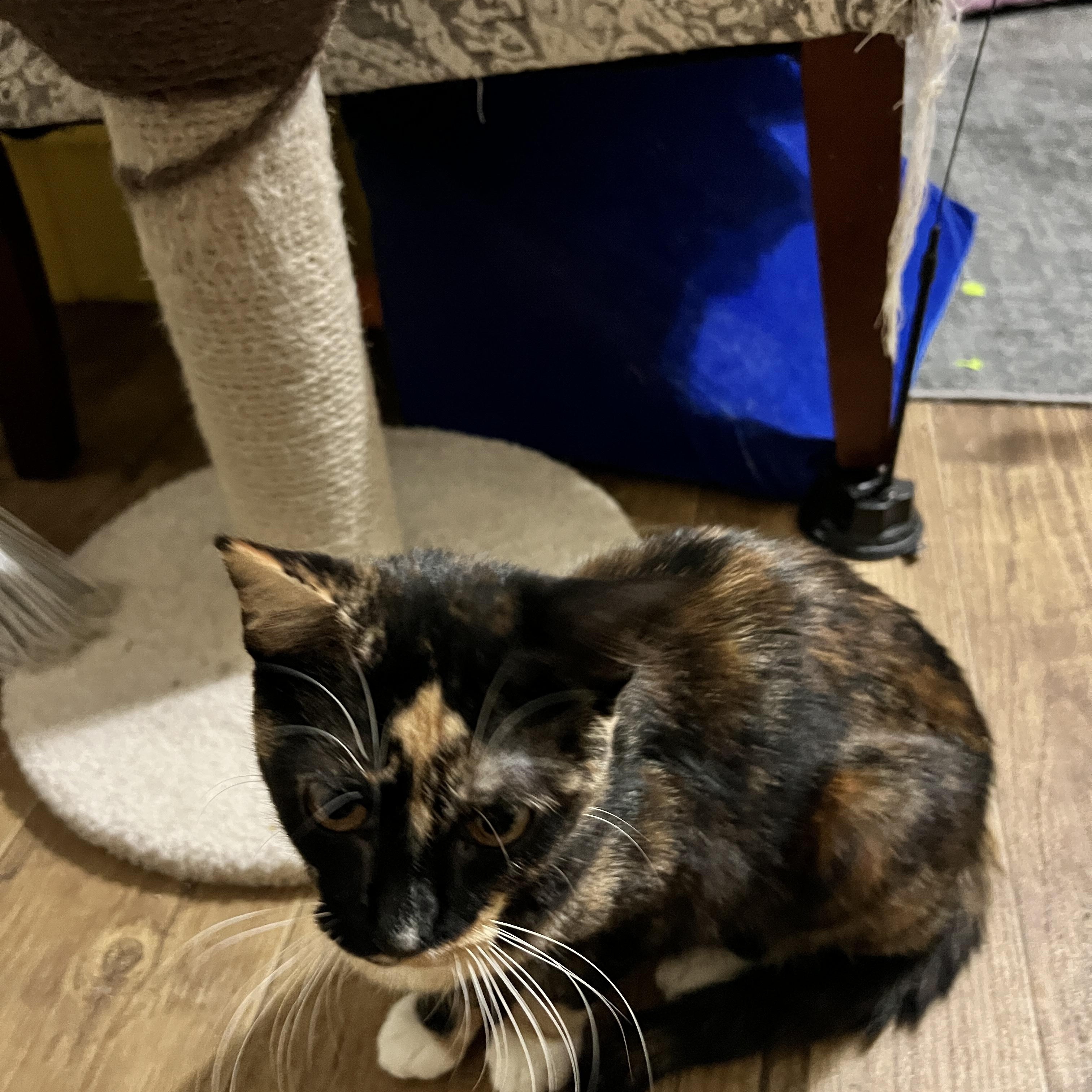 Enlarge Tallie, a ADOPTABLE Calico in Rio Linda, CA image 3/3