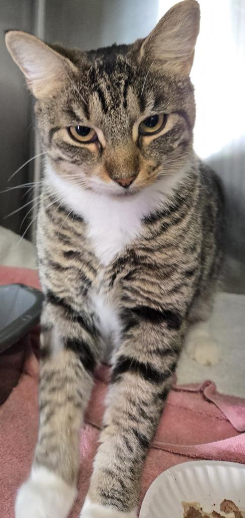 Libby, Adoptable, Young Female Domestic Short Hair.