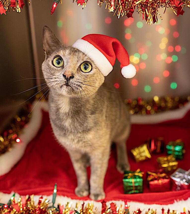 Ru Ru, adoptable, Adult Female Domestic Short Hair.