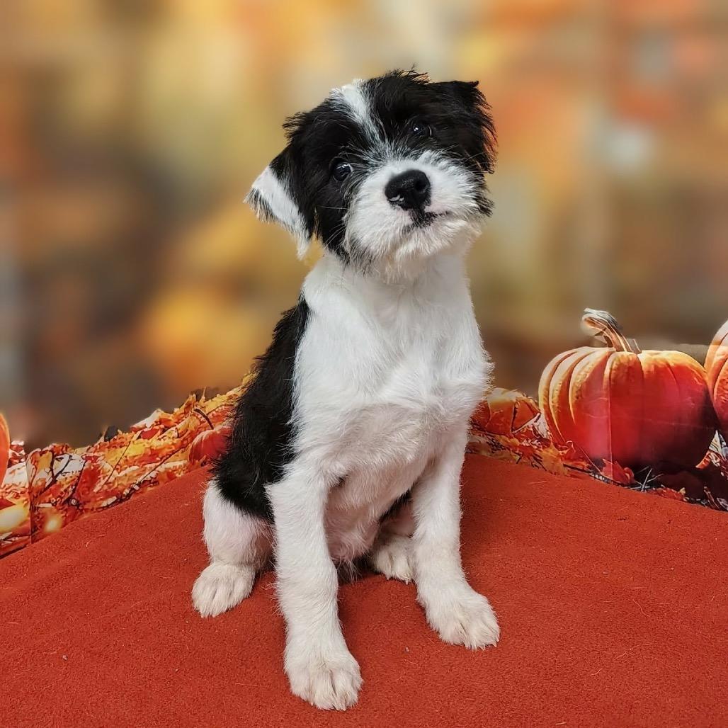 Emersyn, Adoptable, Puppy Female Poodle & Mixed Breed.