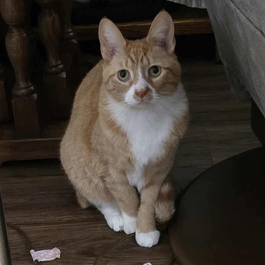Biscuit, Adoptable, Young Female Domestic Short Hair.
