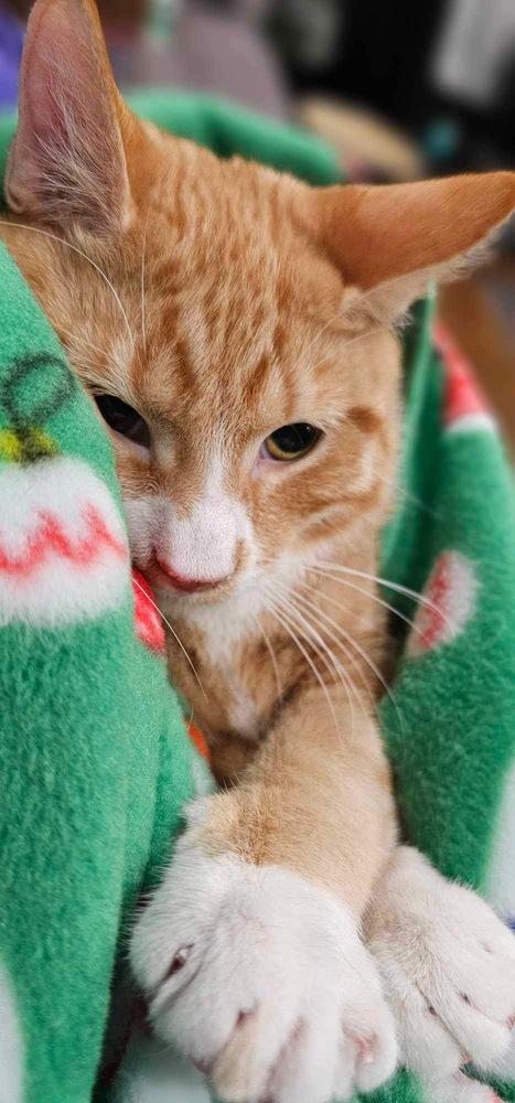 Enlarge Biscuit, a Adoptable Domestic Short Hair in Chicago, IL image 3/6