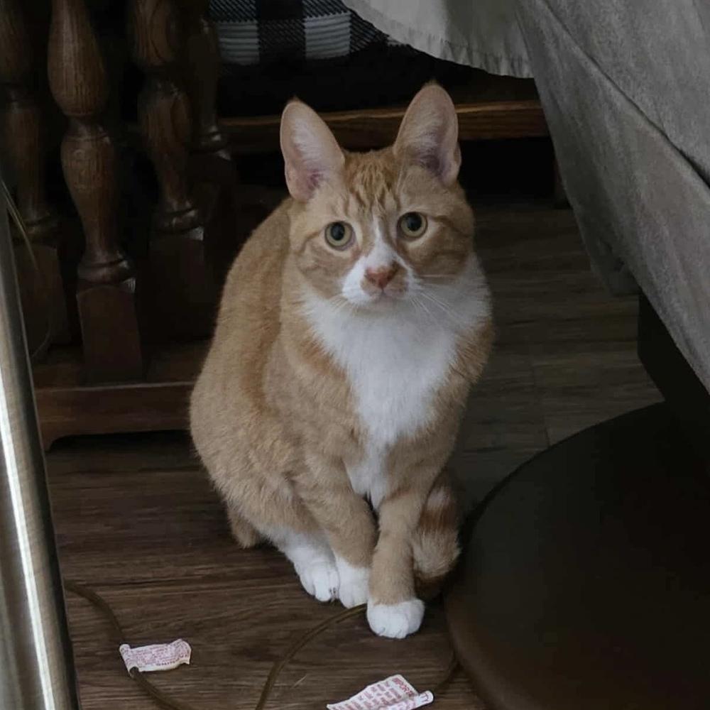 Enlarge Biscuit, a Adoptable Domestic Short Hair in Chicago, IL image 4/6