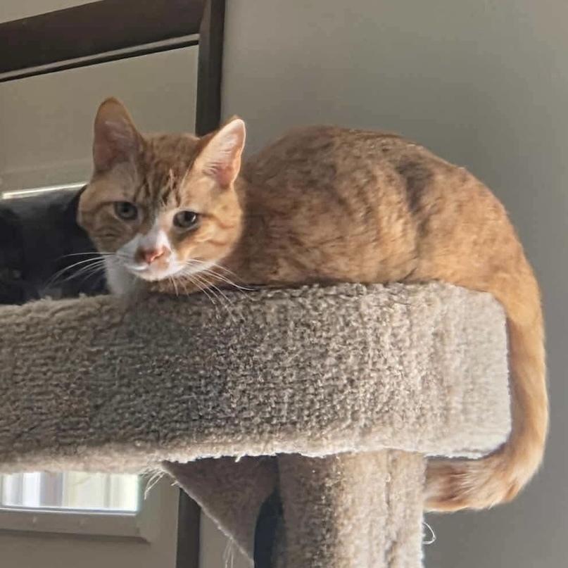 Enlarge Biscuit, a Adoptable Domestic Short Hair in Chicago, IL image 6/6