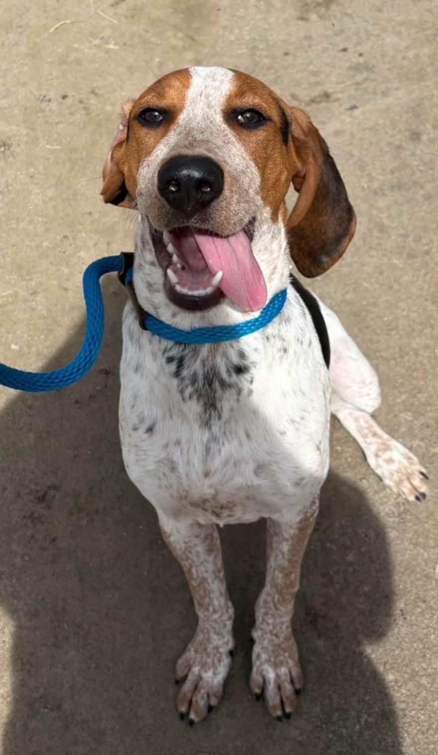 Beau, a ADOPTABLE mixed breed in Sharon, CT image 3/4