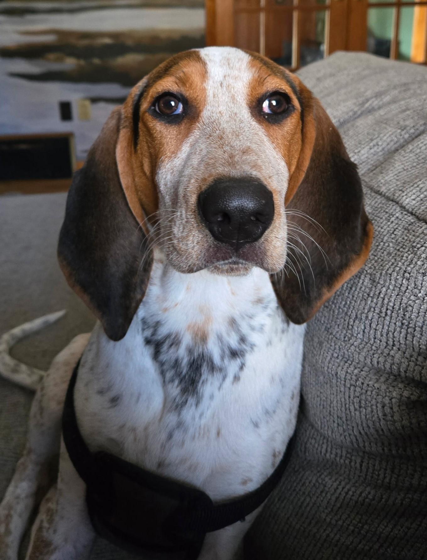 Beau, ADOPTABLE, Young Male Treeing Walker Coonhound & Bluetick Coonhound.