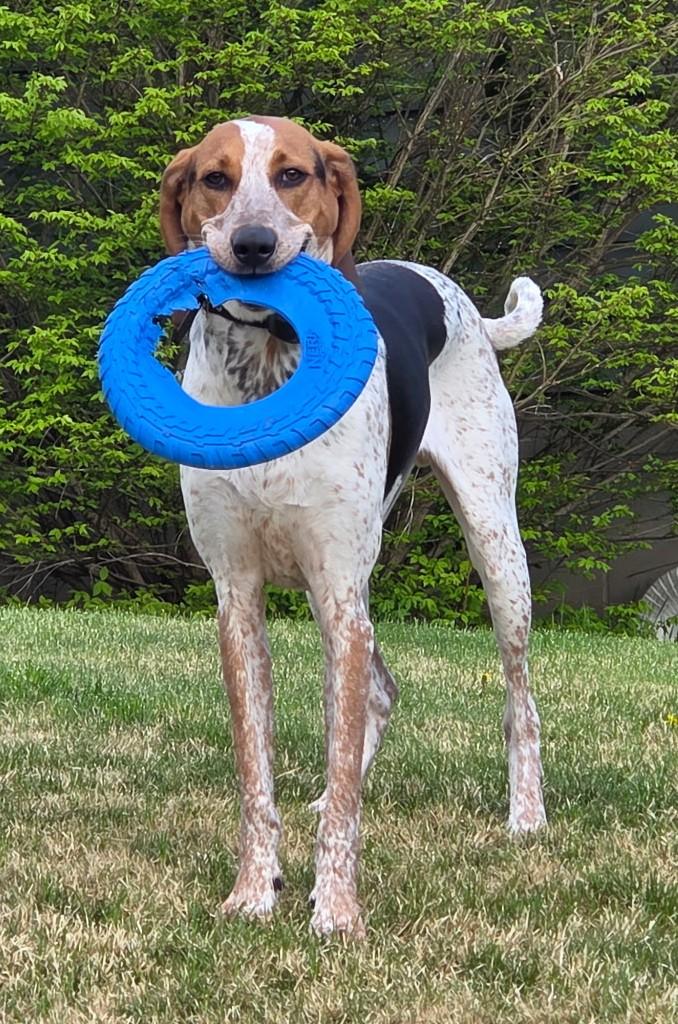 Beau, a ADOPTABLE mixed breed in Sharon, CT image 2/4