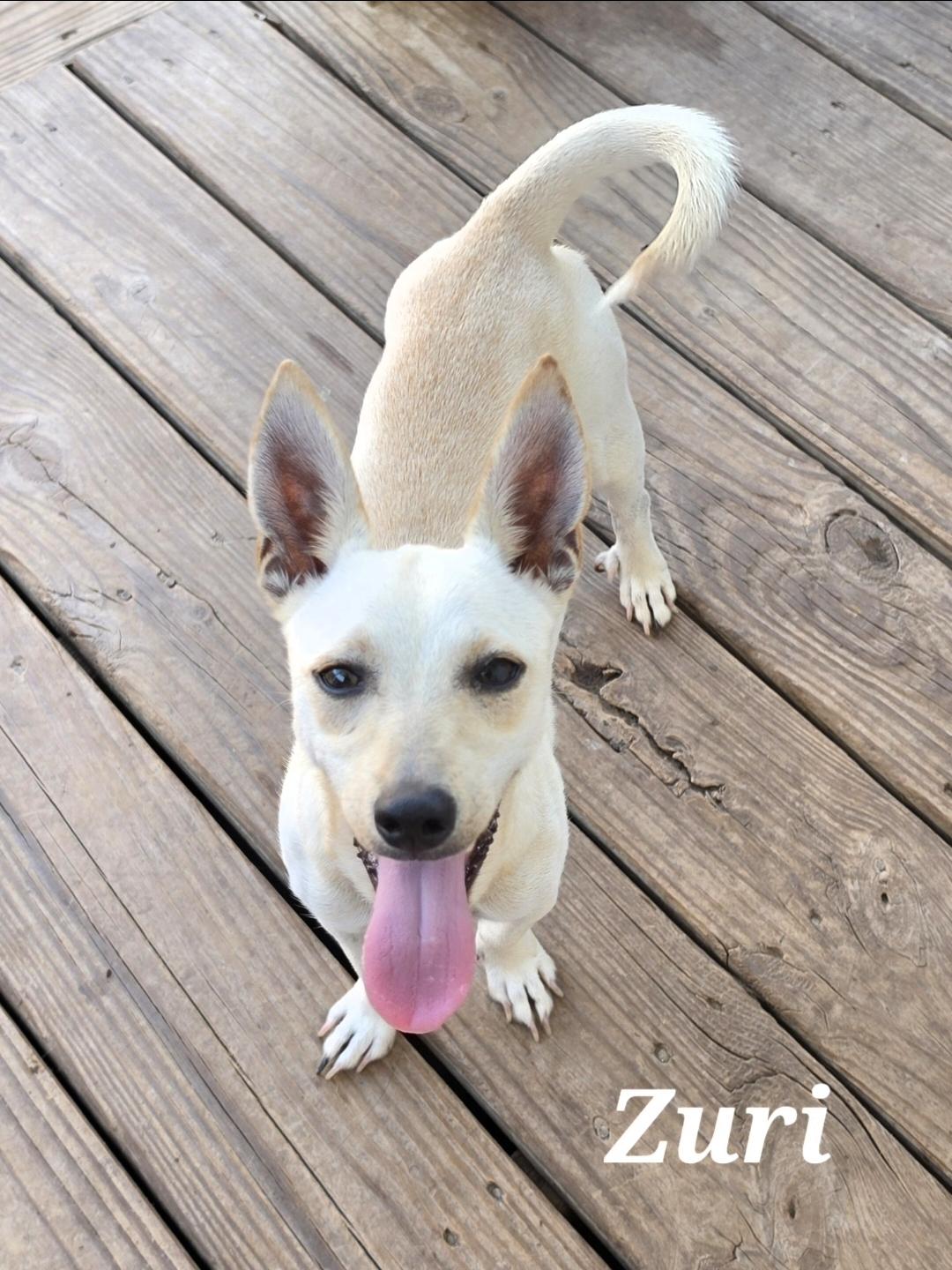 Zuri, ADOPTABLE, Puppy Female Chihuahua & Chiweenie.