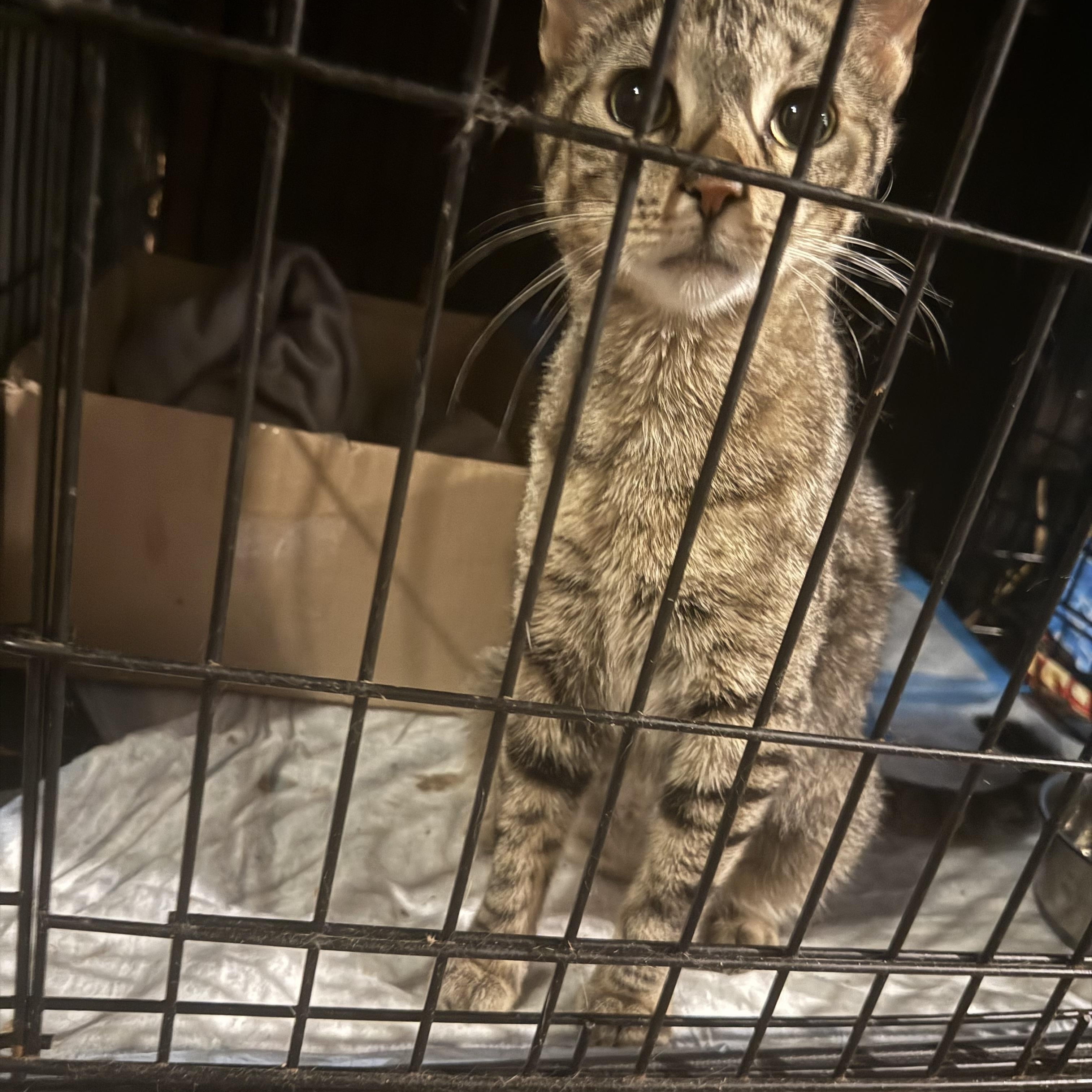 Sammy, adopted, Young Female American Shorthair & Bengal.