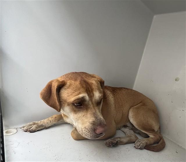 BEYBLADE, Adoptable, Adult Male Labrador Retriever.