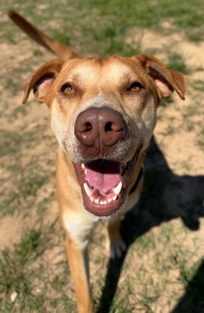 Enlarge BEYBLADE, a Adoptable Labrador Retriever in Augusta, GA image 1/1