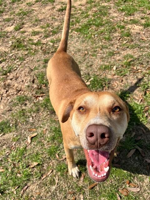Enlarge BEYBLADE, a Adoptable Labrador Retriever in Augusta, GA image 1/1