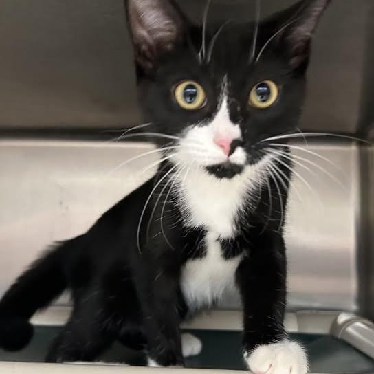 Oreo, adopted, Kitten Male Domestic Short Hair.