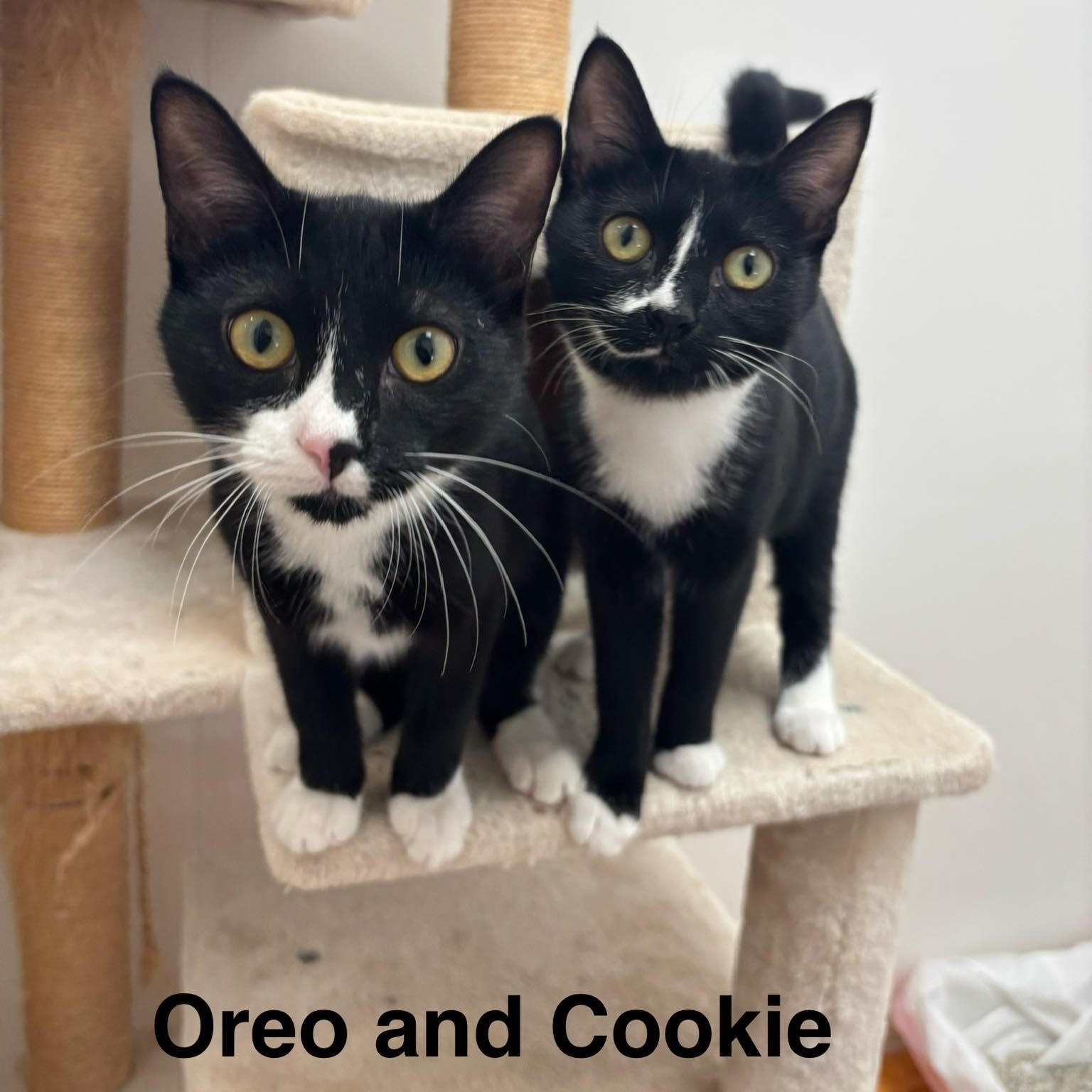 Enlarge Oreo, an adopted Domestic Short Hair in St. Augustine, FL image 3/3