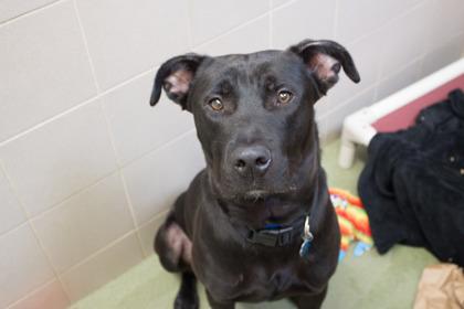 Prince, a Adoptable mixed breed in Woodbury, MN image 1/3