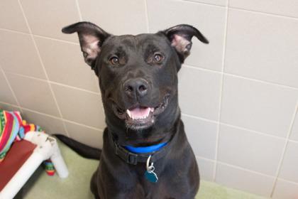 Prince, Adoptable, Adult Male Pit Bull Terrier & Mixed Breed.