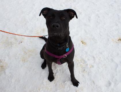 Prince, a Adoptable mixed breed in Woodbury, MN image 3/3