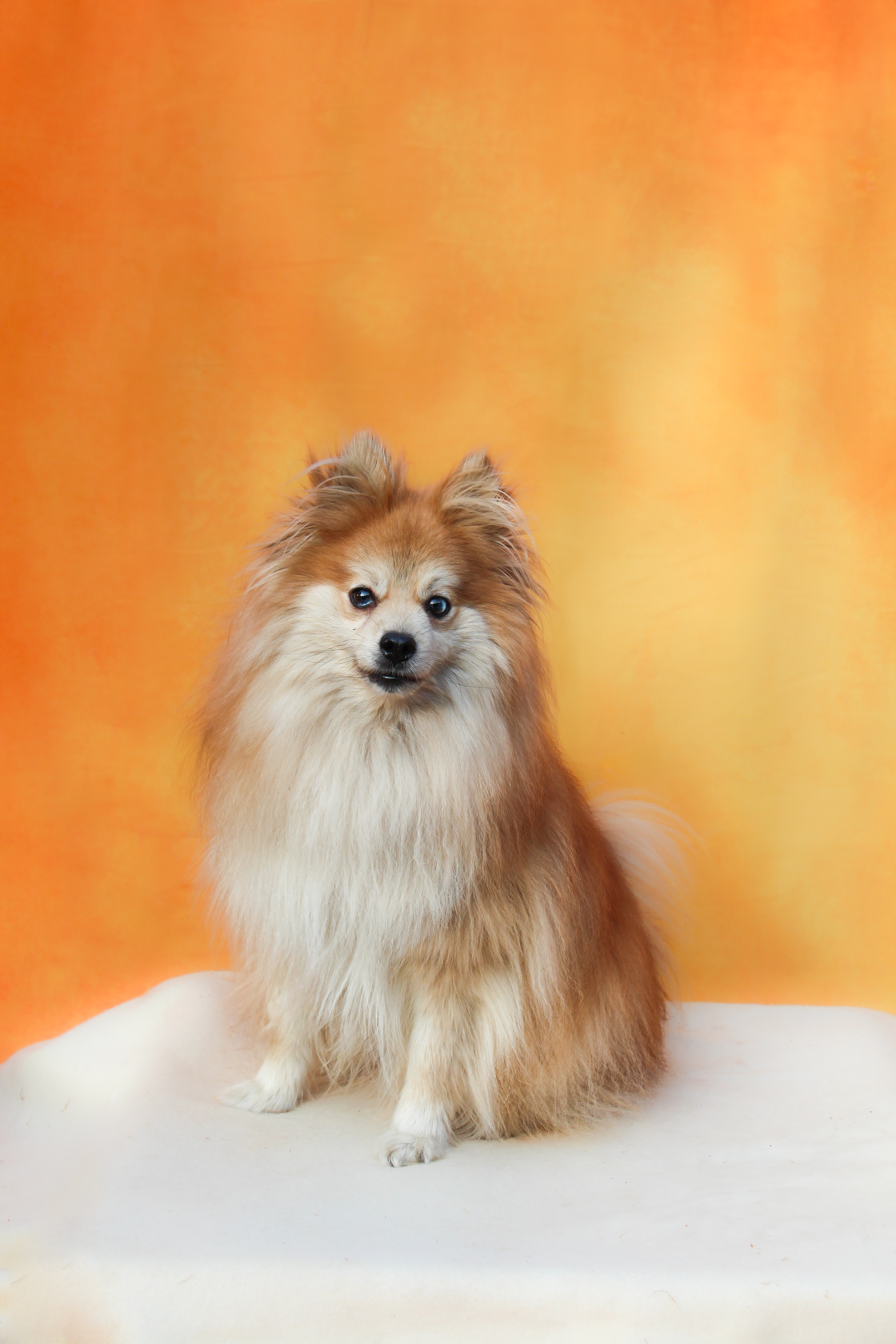 Pecan, Adoptable, Adult Male Pomsky.
