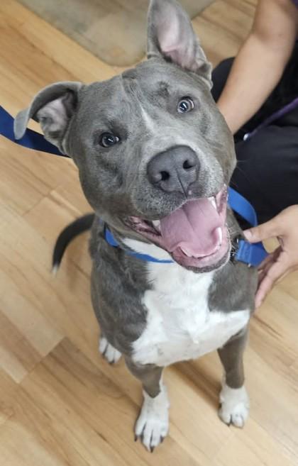 Casper, ADOPTABLE, Adult Male Pit Bull Terrier.