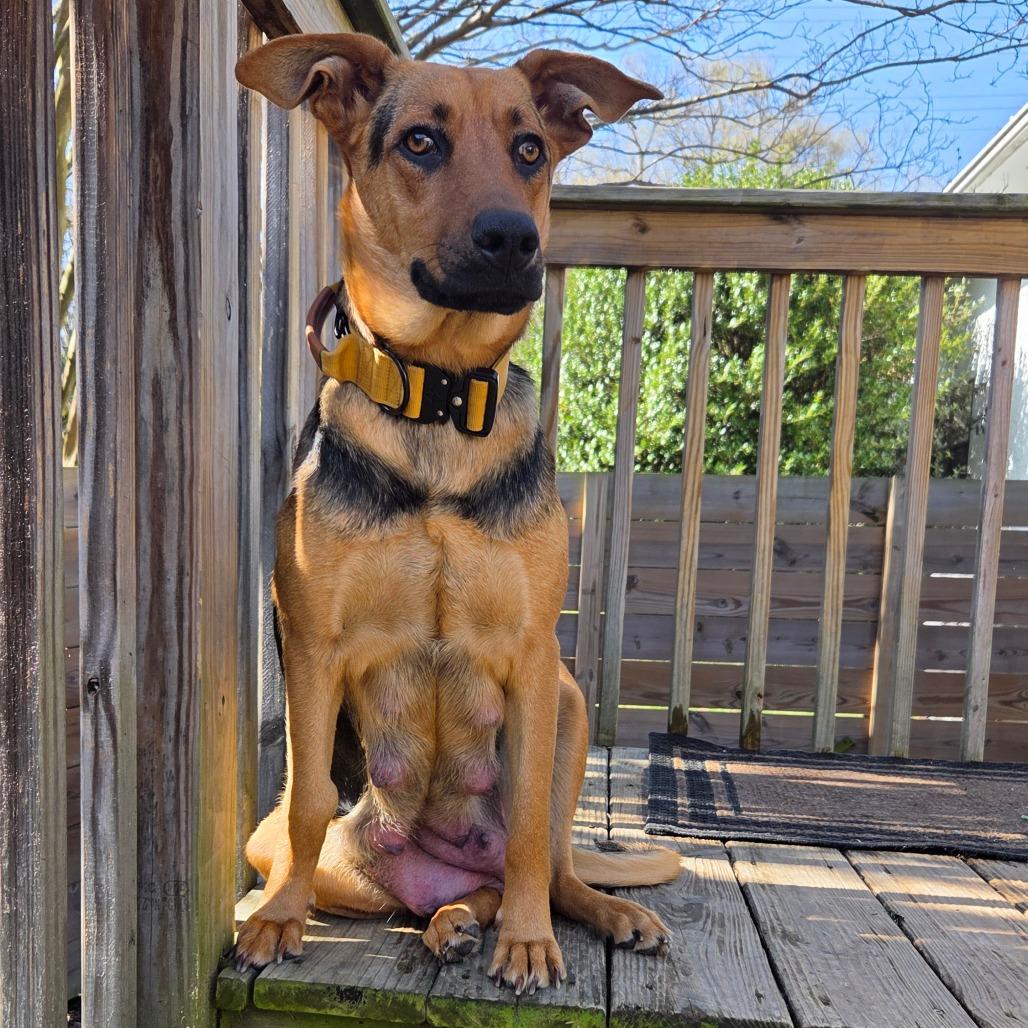 Enlarge Mama Crockpot, a Adoptable mixed breed in Chattanooga, TN image 3/6