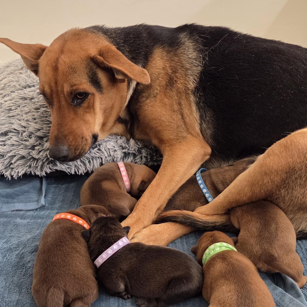 Enlarge Mama Crockpot, a Adoptable mixed breed in Chattanooga, TN image 5/6