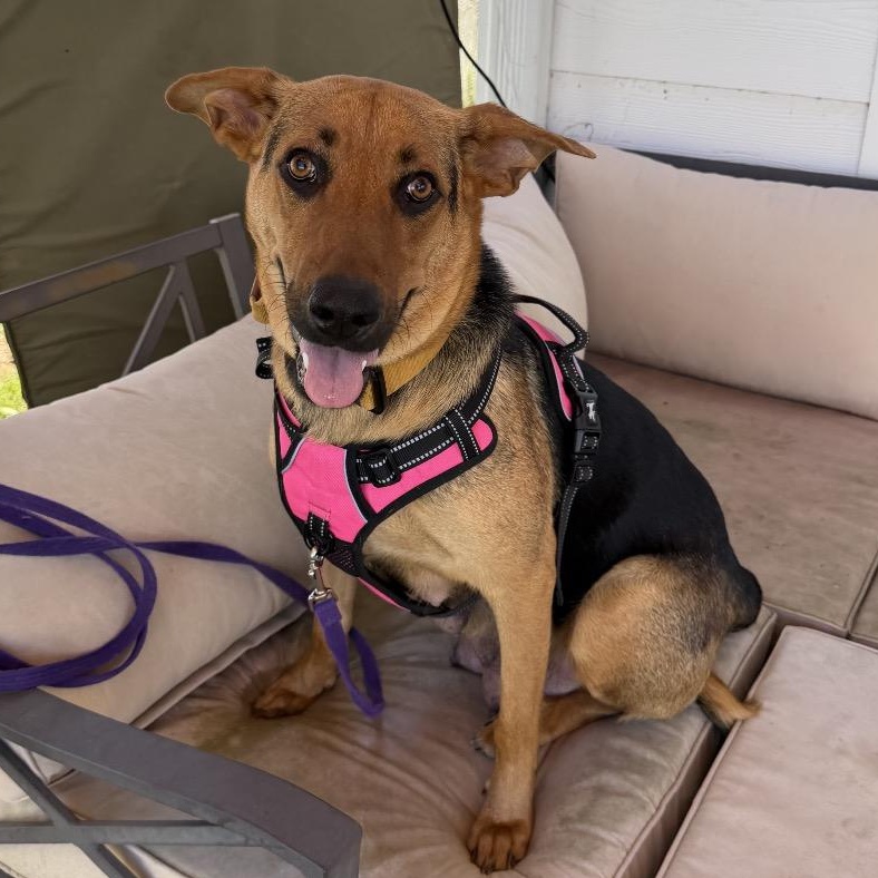 Enlarge Mama Crockpot, a Adoptable mixed breed in Chattanooga, TN image 4/6