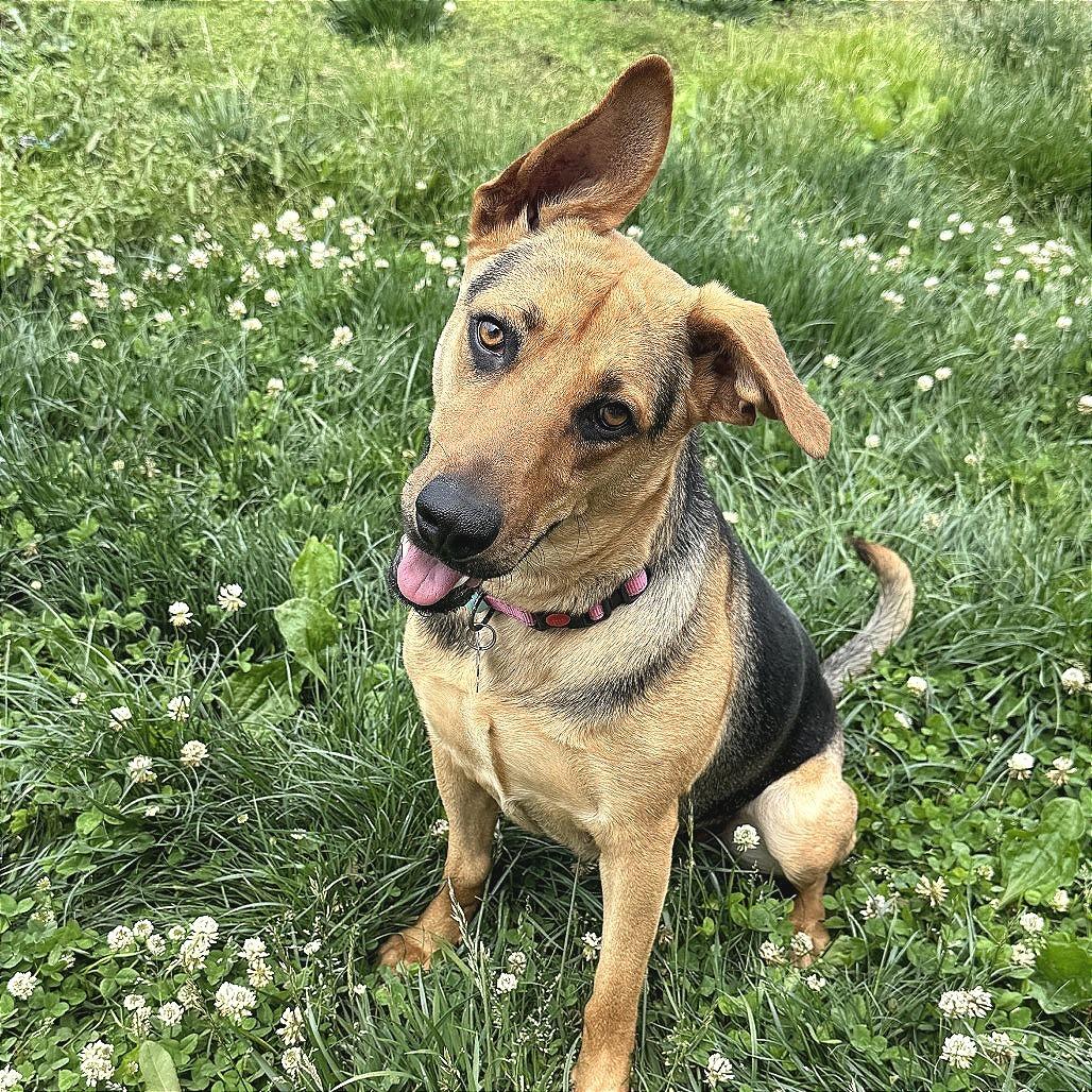 Enlarge Mama Crockpot, a Adoptable mixed breed in Chattanooga, TN image 6/6