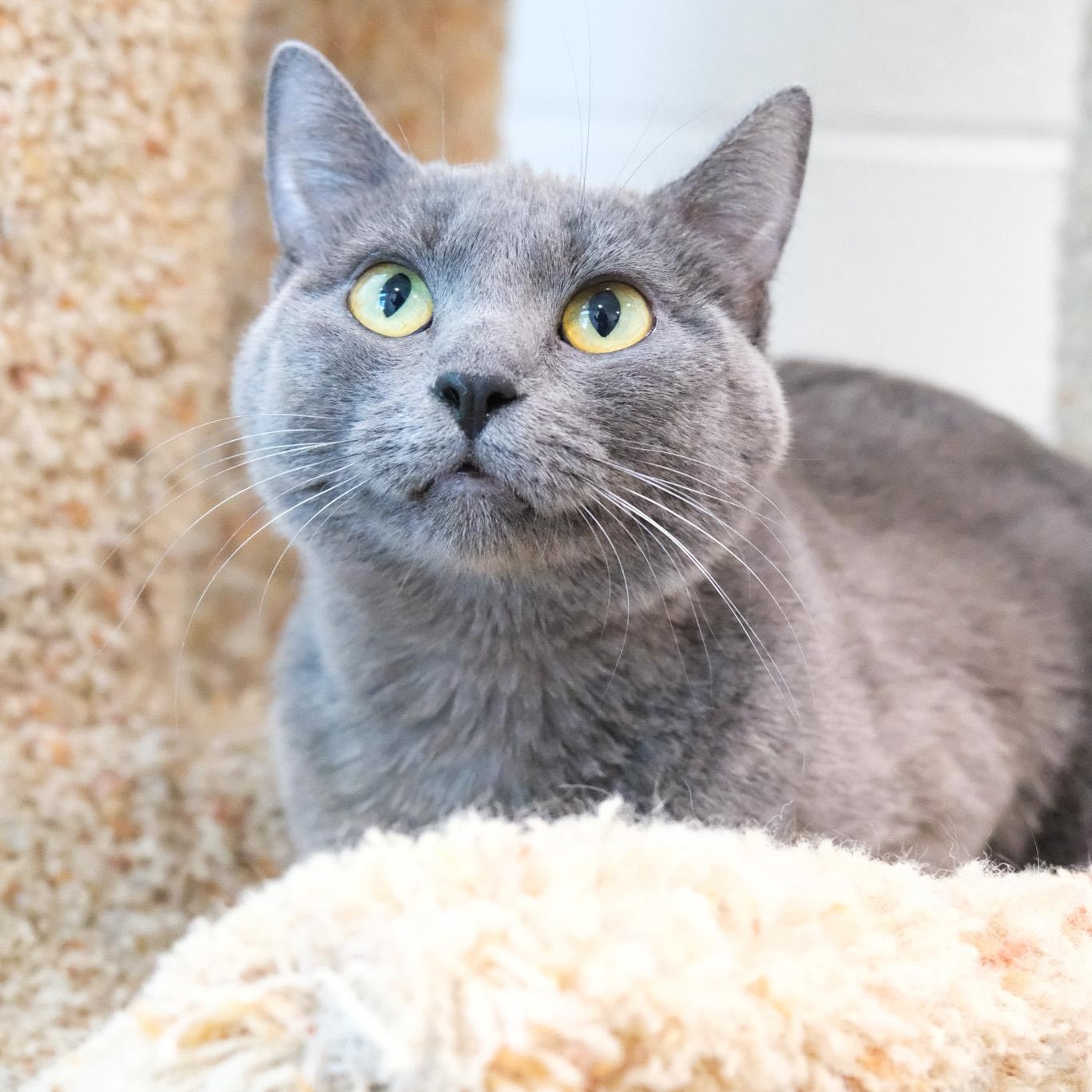 Luna, Adopted, Young Female Russian Blue.