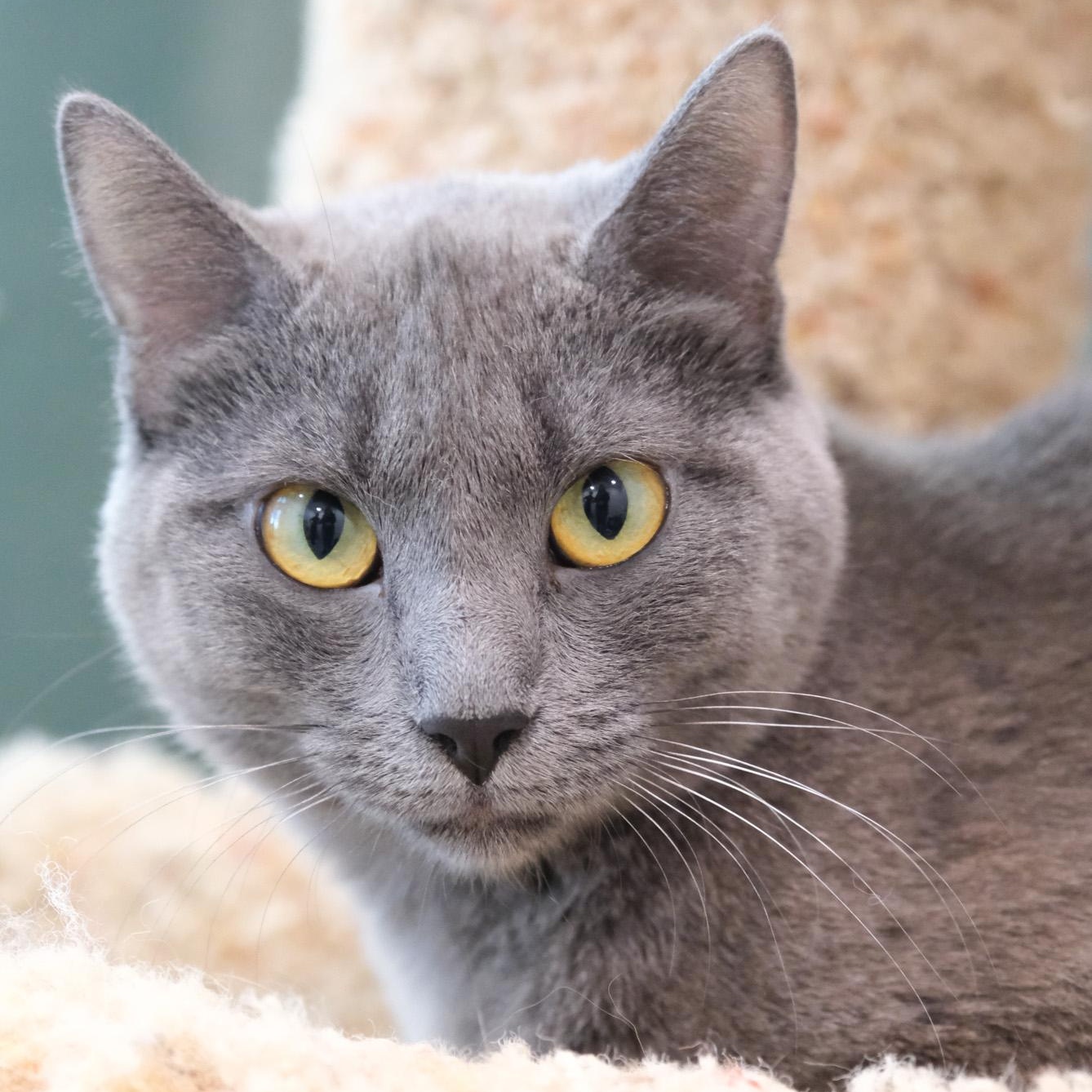 Enlarge Luna, a Adopted mixed breed in Newport Beach, CA image 3/3