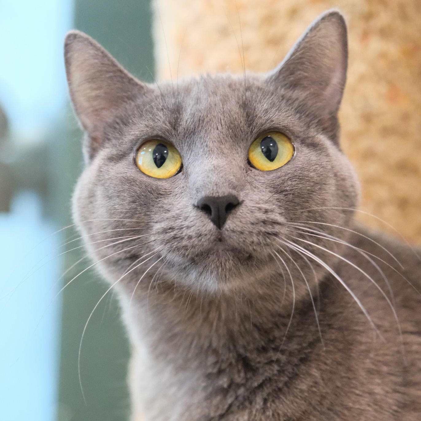 Enlarge Luna, a Adopted mixed breed in Newport Beach, CA image 2/3