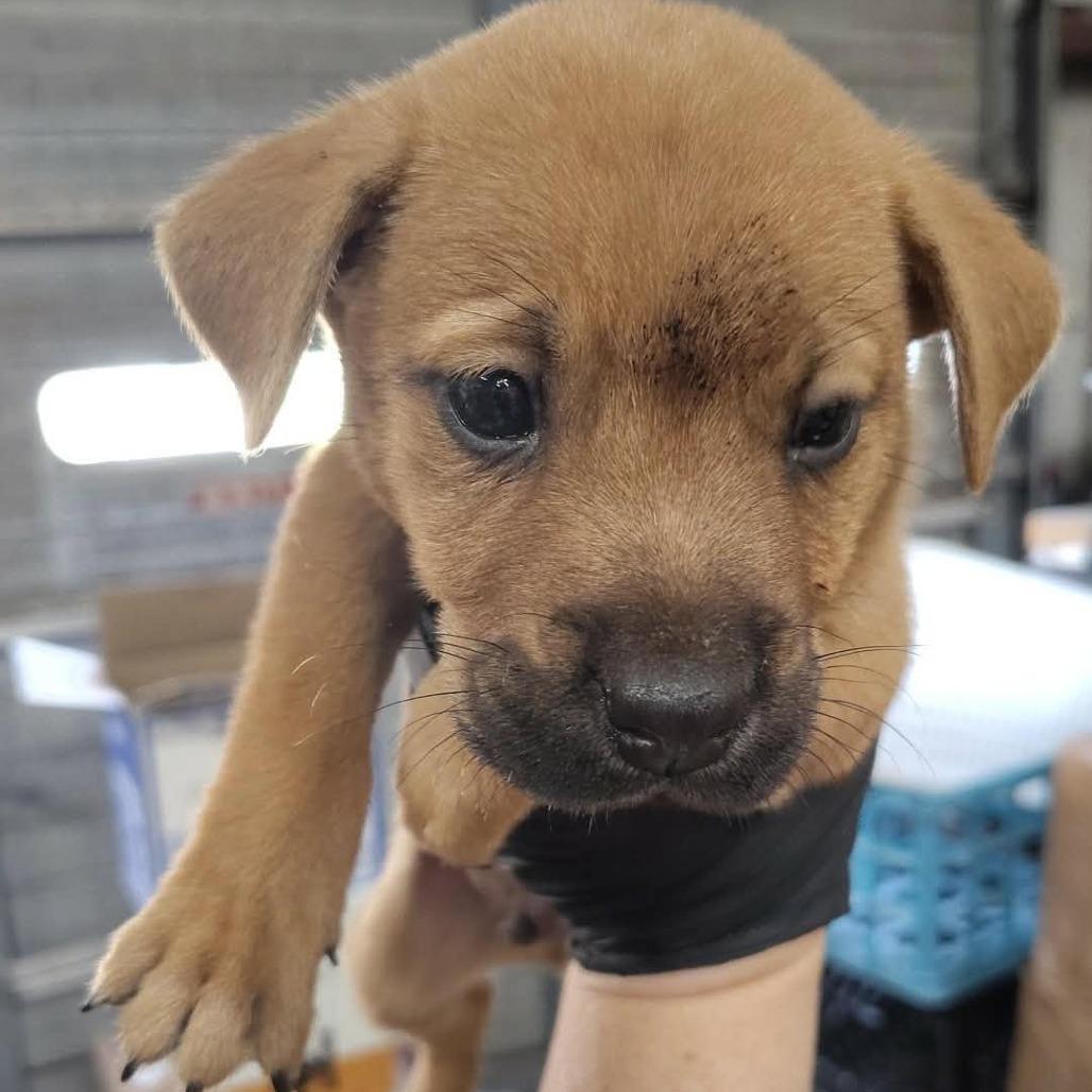 Ronald, Adopted, Puppy Male Black Mouth Cur & Chow Chow.