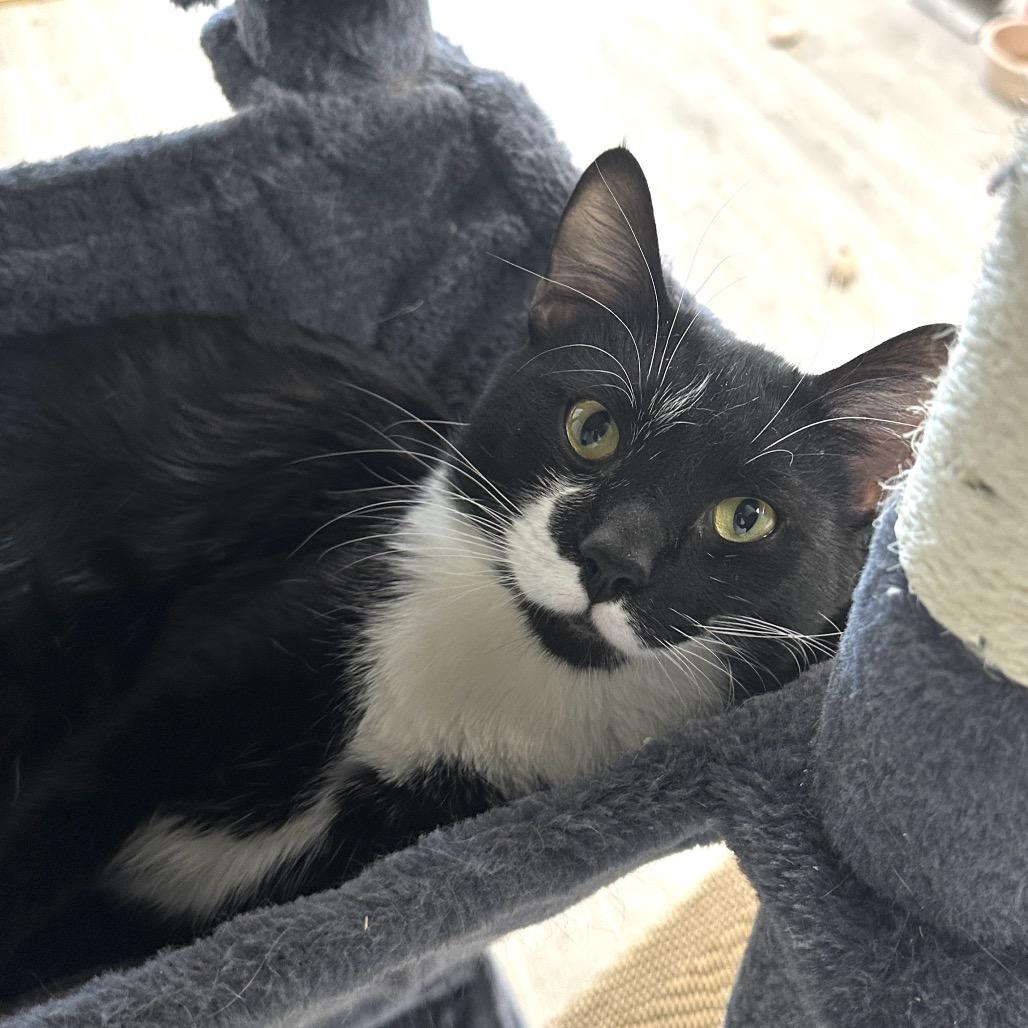 Kyle, Adoptable, Adult Male Domestic Short Hair.