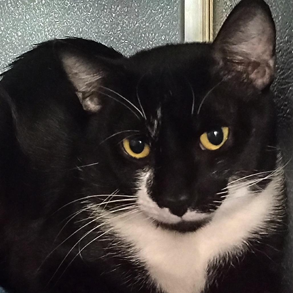 Enlarge Kyle, a Adoptable Domestic Short Hair in Uniontown, PA image 2/3