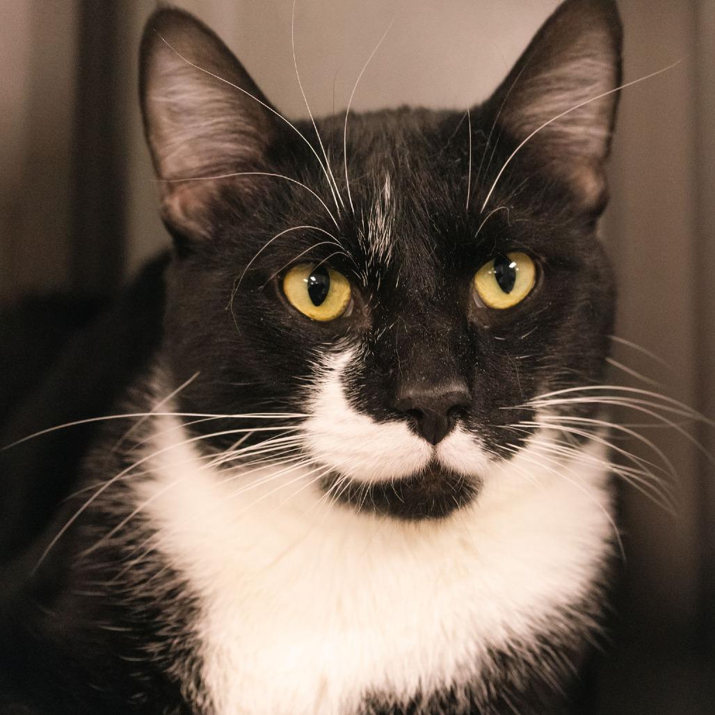 Enlarge Kyle, a Adoptable Domestic Short Hair in Uniontown, PA image 3/3