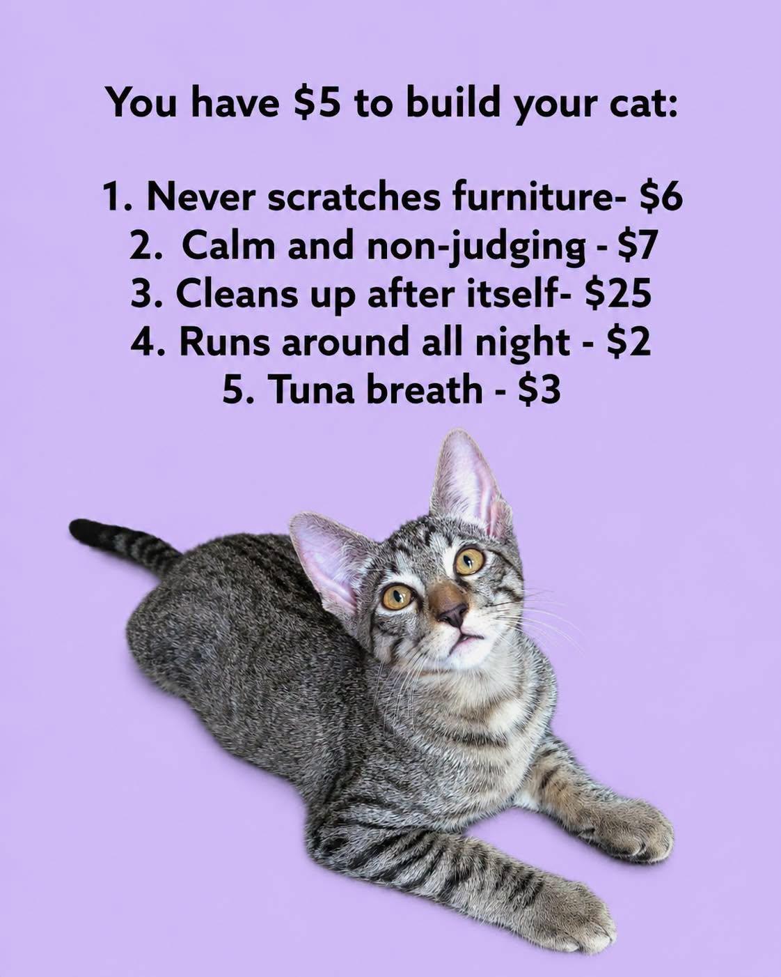 Egg, Adoptable, Kitten Male Domestic Short Hair.