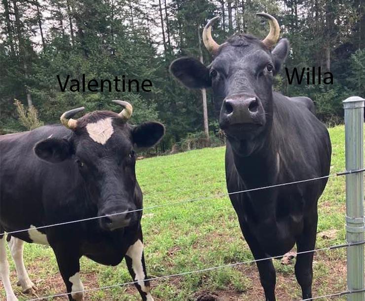 Willa & Valentine