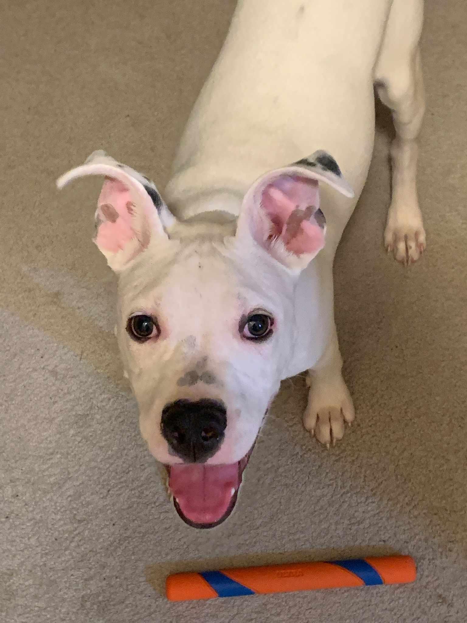 Malachai - FOSTER NEEDED!!!