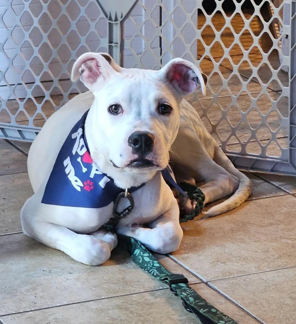 Malachai, Adoptable, Young Male Pit Bull Terrier & Boxer.