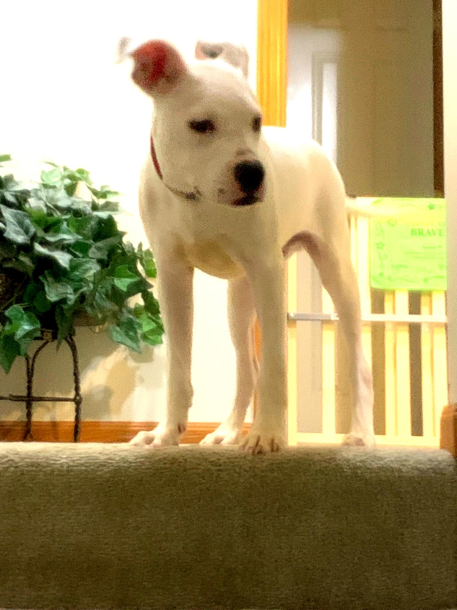 Malachai, a Adoptable mixed breed in Minneapolis, MN image 3/6