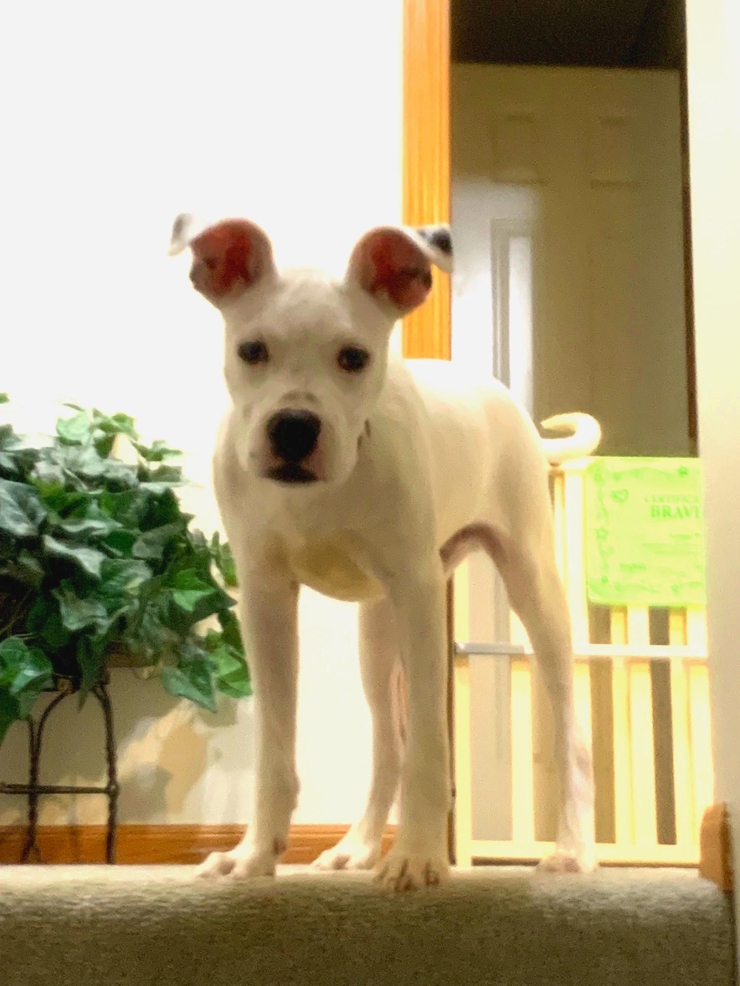 Malachai, a Adoptable mixed breed in Minneapolis, MN image 4/6