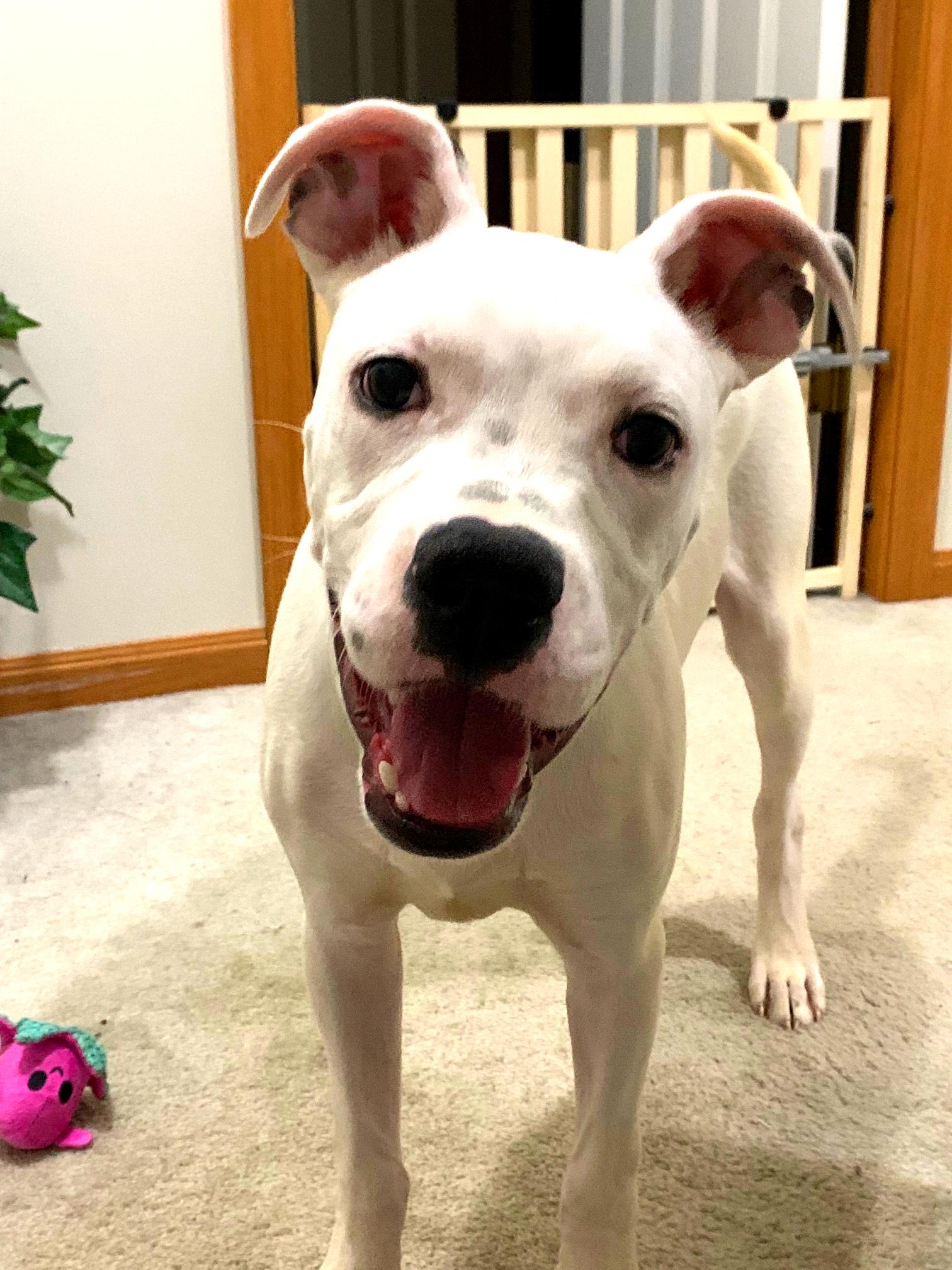 Malachai, a Adoptable mixed breed in Minneapolis, MN image 5/6