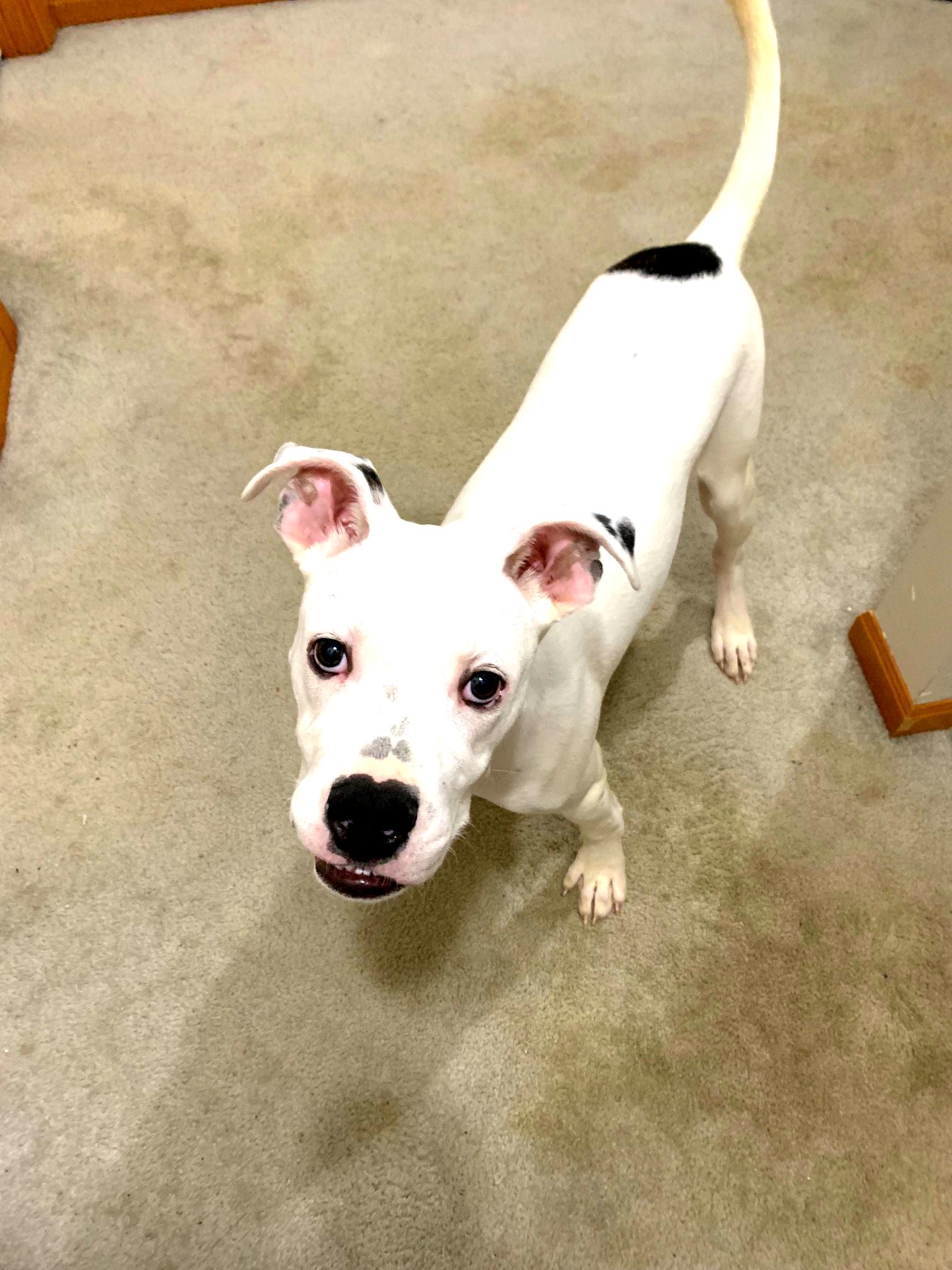 Malachai, a Adoptable mixed breed in Minneapolis, MN image 6/6